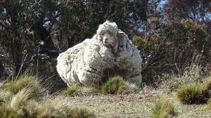 chris the sheep 2